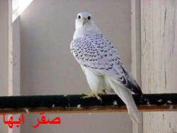 ������ ������� ��� ����