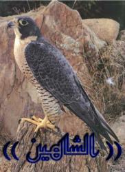 ������ ������� (( ������� ))